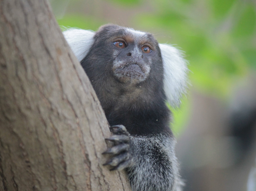 Pousada Patacho主图