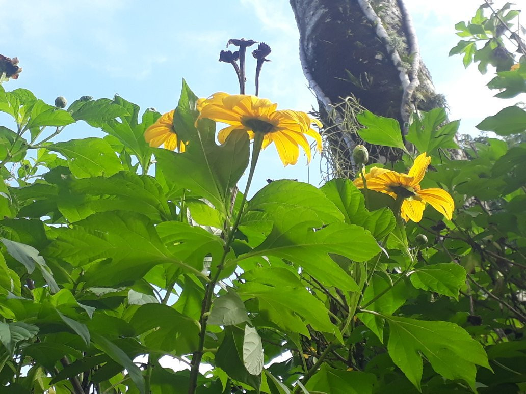 Cedros Pousada主图