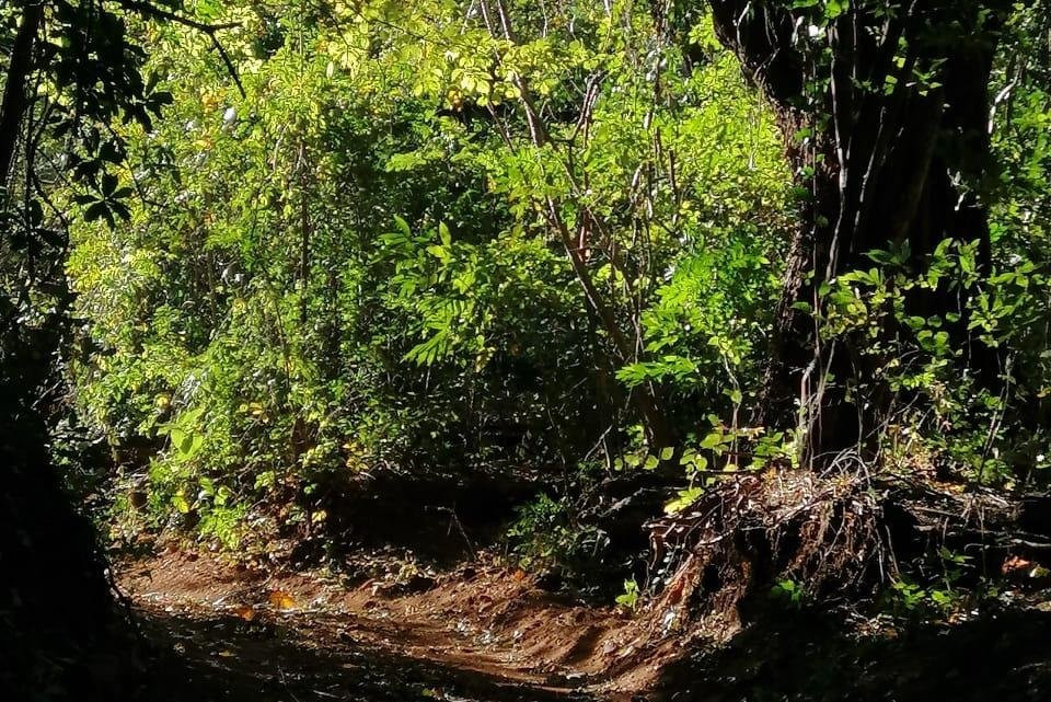 Nature walks in the Costa Rica Mountains景点图片