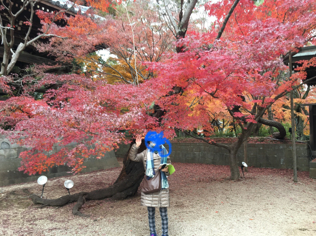 Tozen-ji Temple-松户市必去景点