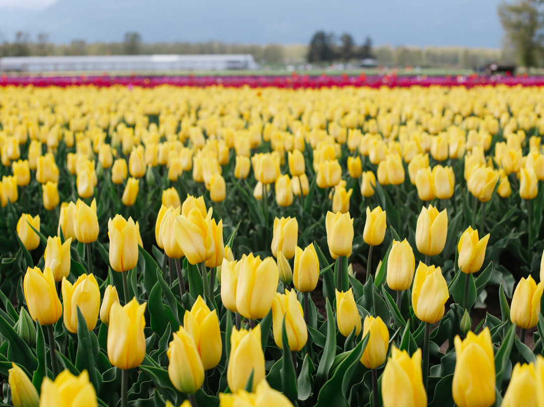 Harrison Tulip Festival景点图片