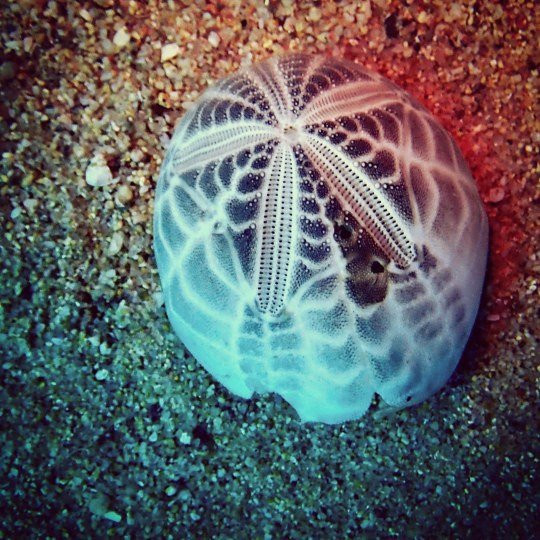 Cabo Pulmo Diving-Cabo Pulmo必去景点