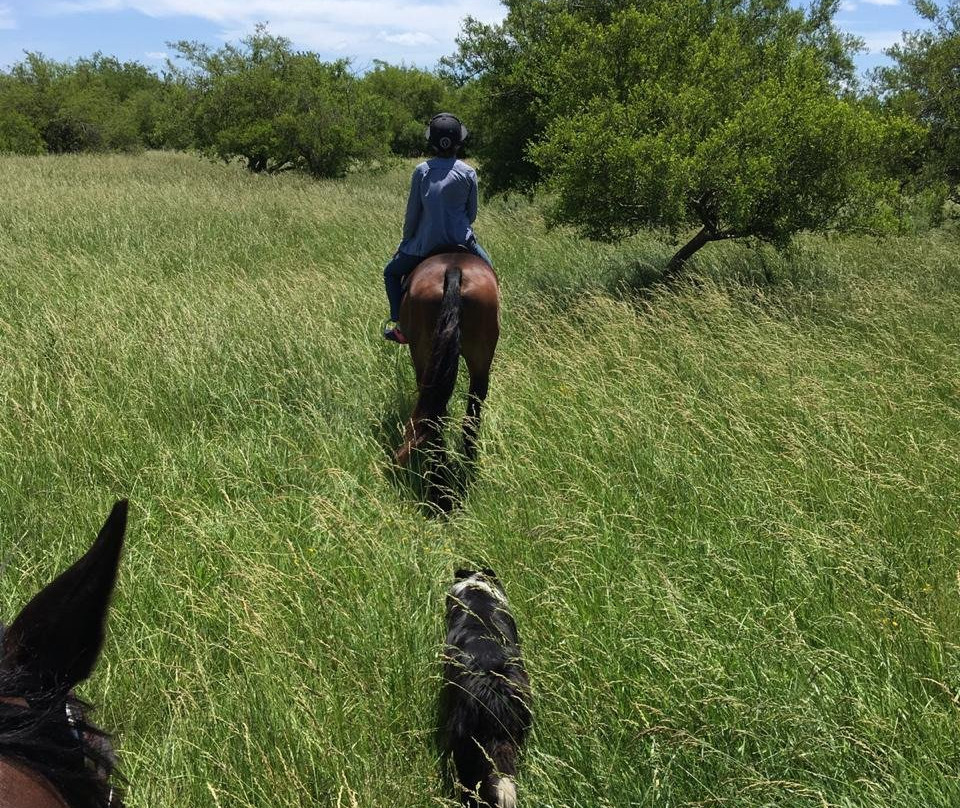 Caballos a la Par-布宜诺斯艾利斯必去景点