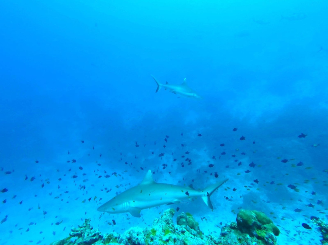 Dive Plus Ukulhas景点图片