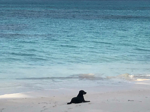 绿木海滩度假村主图
