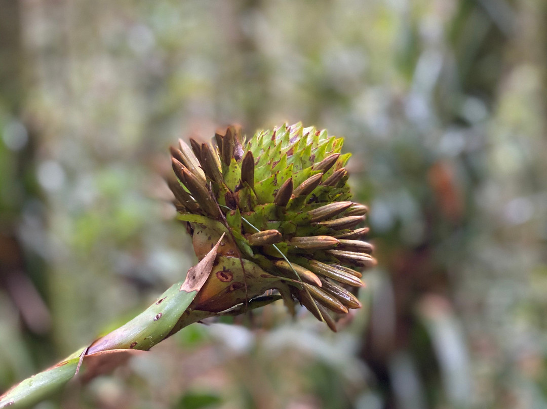 Rogitama Biodiversidad景点图片