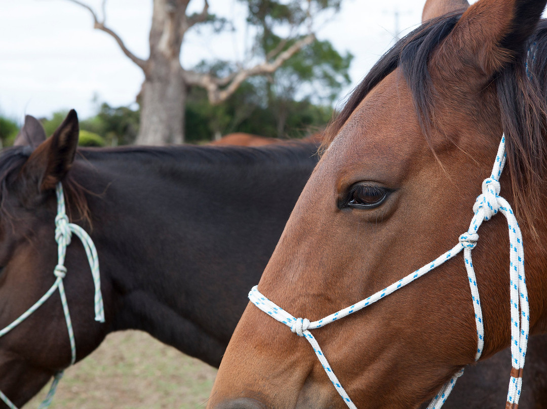 Brumbies Run-丹麦必去景点
