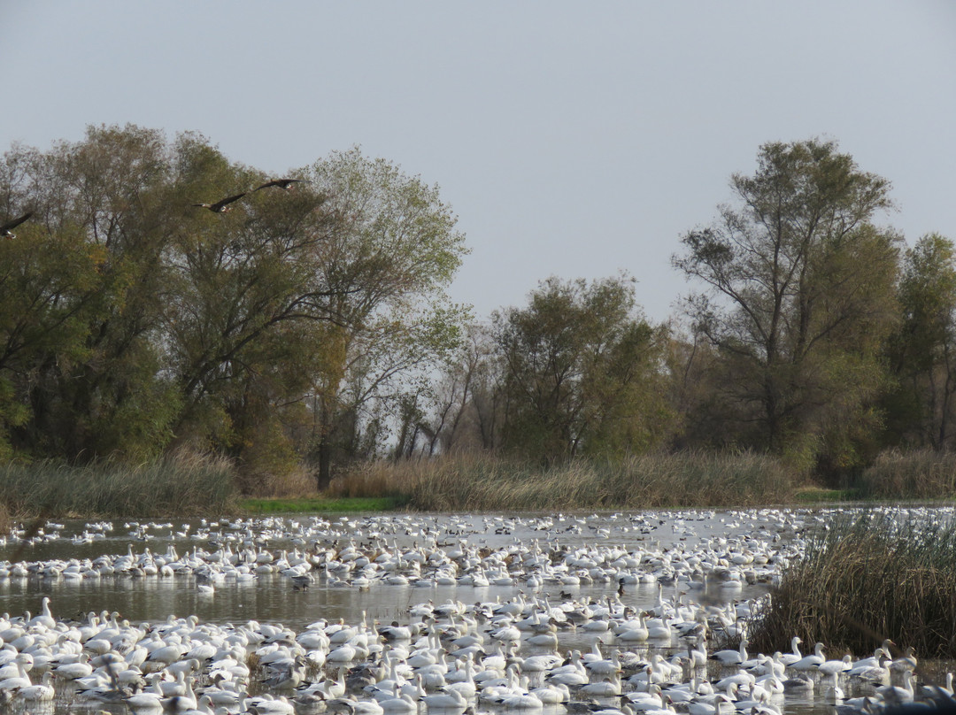 Colusa National Wildlife Refuge-Colusa必去景点