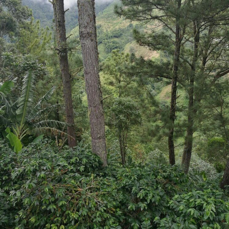 Holywell Park-金斯敦必去景点