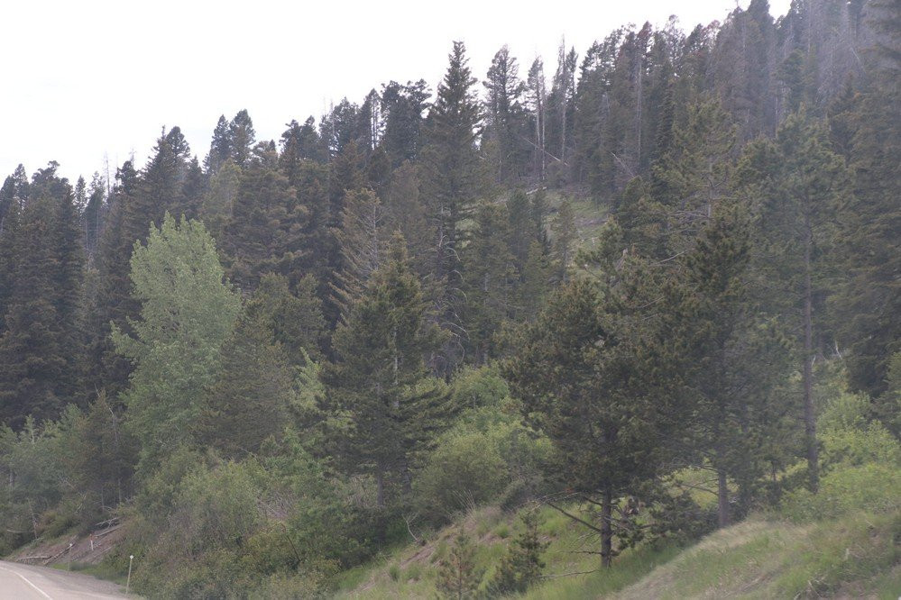 Helena National Forest景点图片