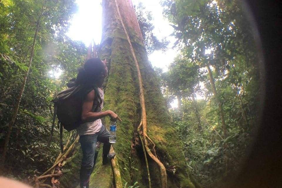 Rimba Dream Jungle Trekking-武吉拉旺必去景点