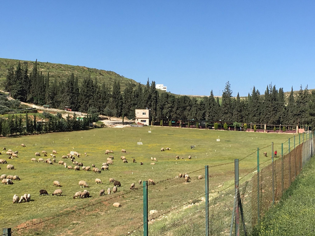 Bisharat Golf Course-安曼必去景点