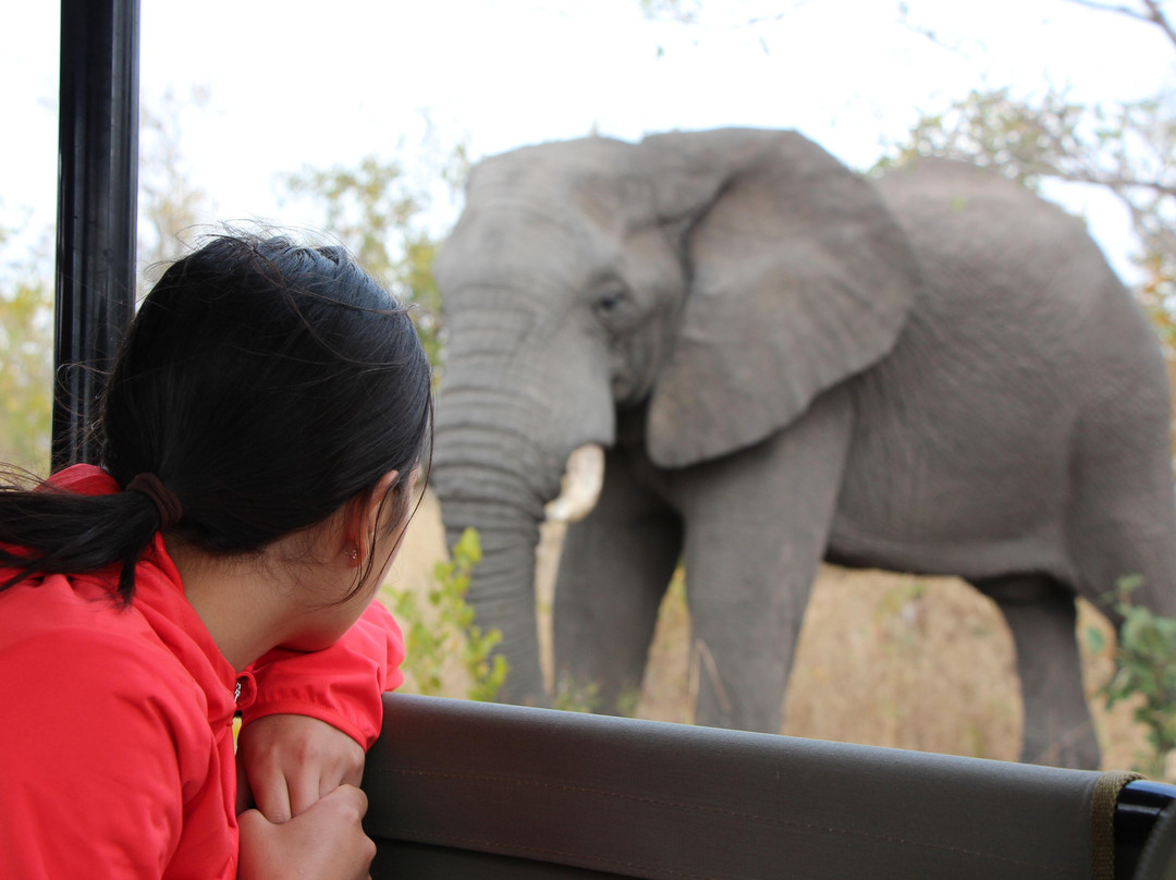 Wild Photo Africa Safaris-尼斯普鲁特必去景点