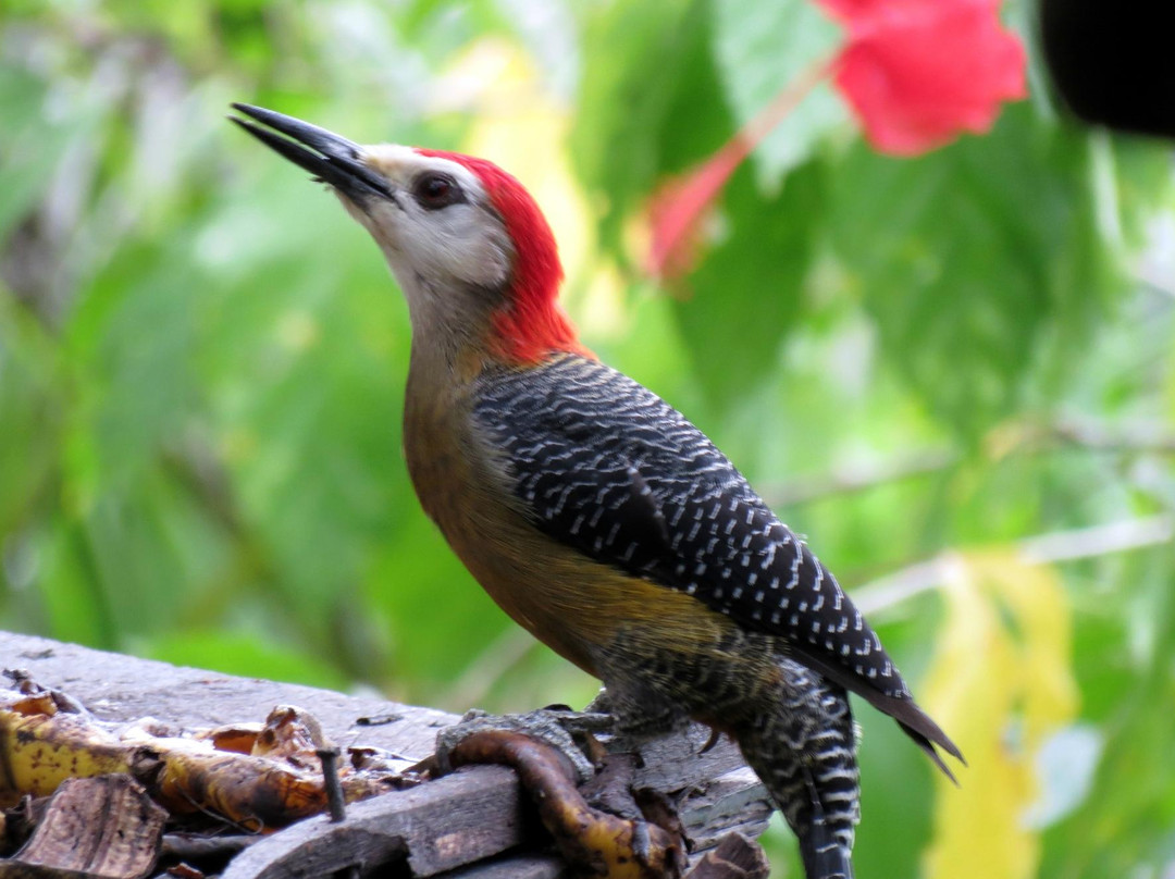 Jamaica Birding Day Tour景点图片
