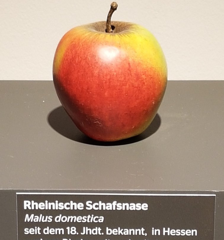 Naturhistorisches Museum Mainz景点图片