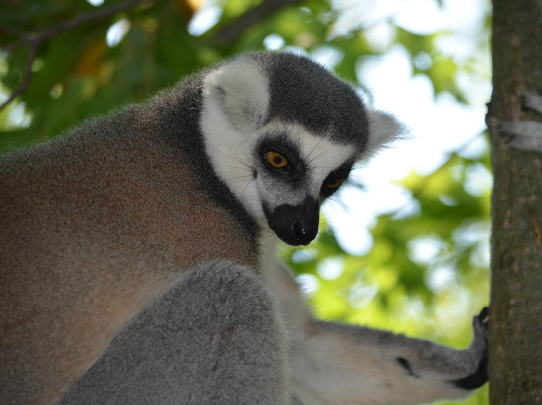 Ringtail Ranch and Rescue