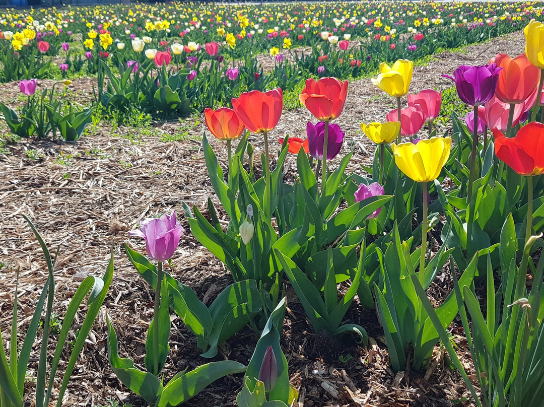 Tulipania-Terno d'Isola必去景点