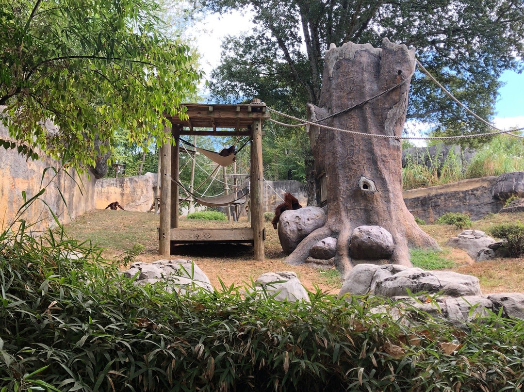 亚特兰大动物园景点图片