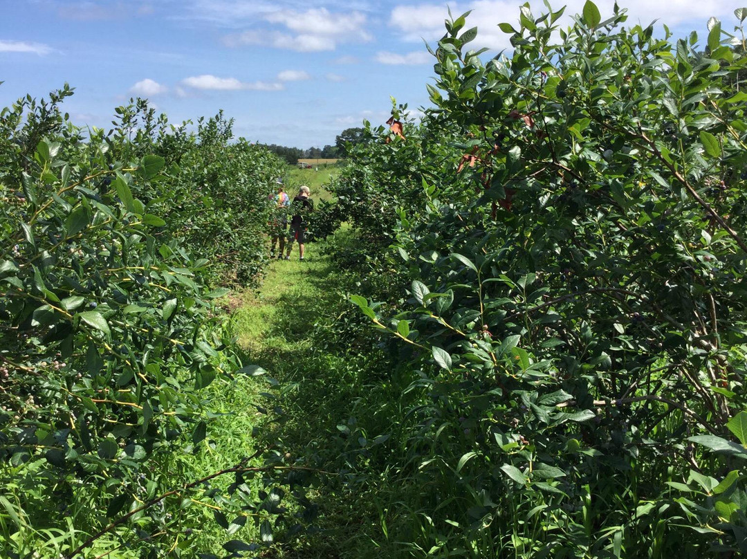 Cookstown旅游景点-Emery's Berry Farm