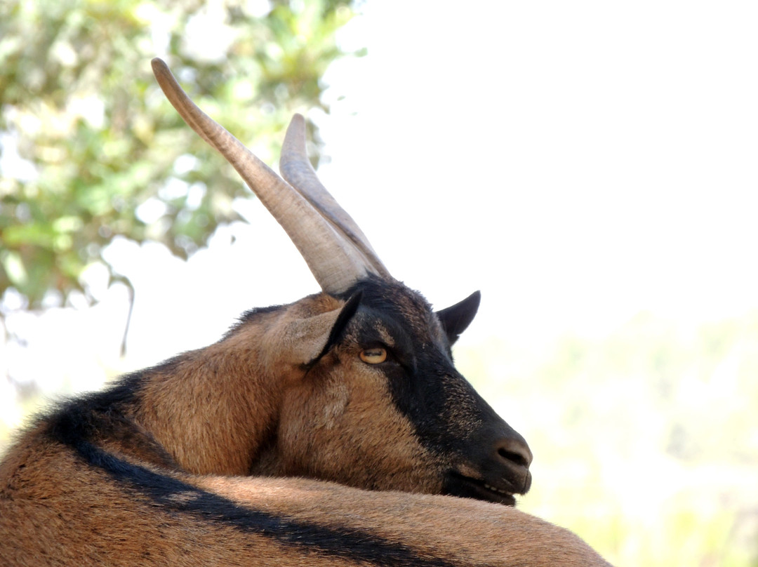 Monkey Park-Modiin必去景点