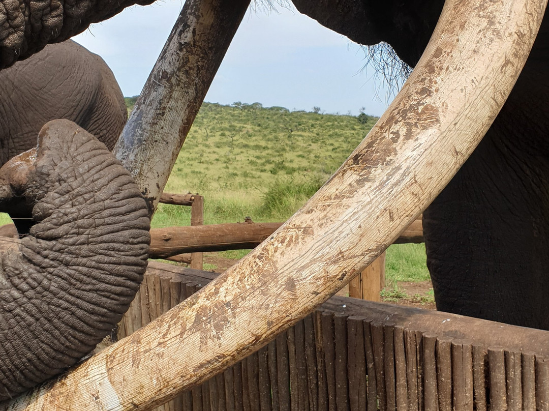 Buffalo Hills Safari Lodge主图