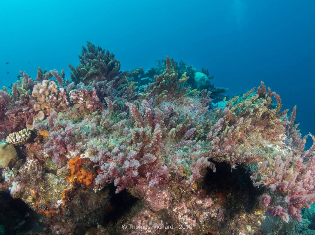 La Foa Plongée-La Foa必去景点