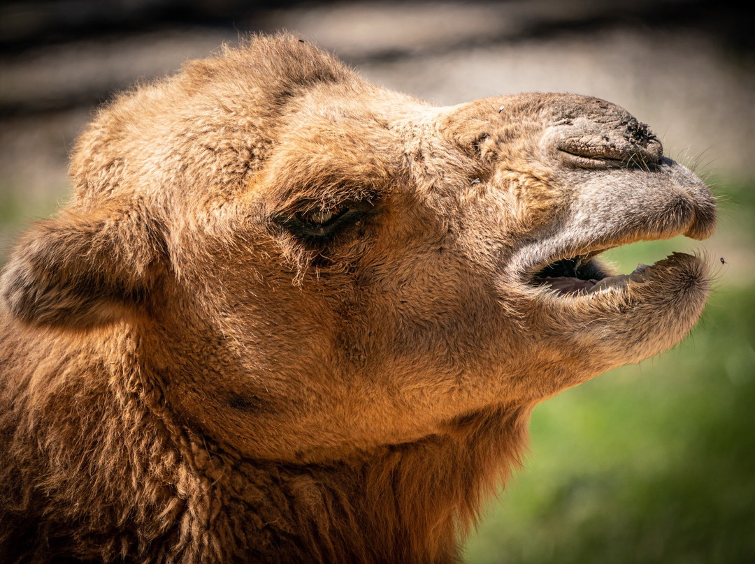 Scovill Zoo-迪凯特必去景点