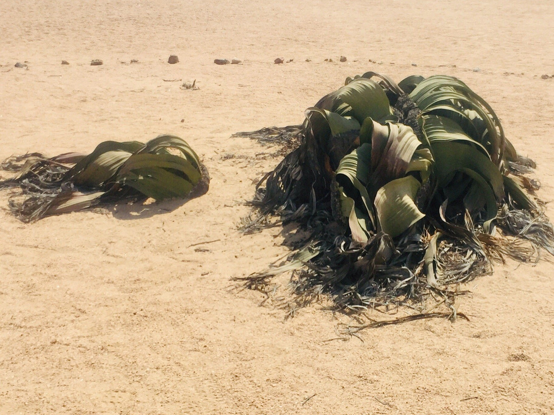Welwitschia Plains景点图片