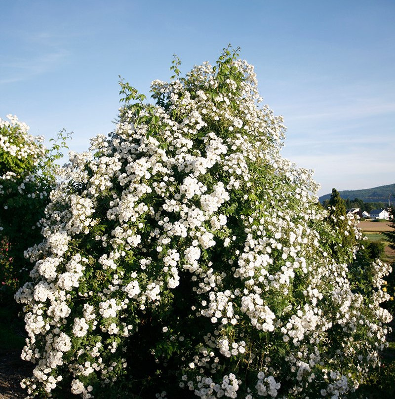 Richard Huber AG-Dottikon必去景点