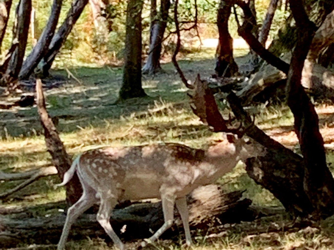 Bolderwood Deer Sanctuary景点图片