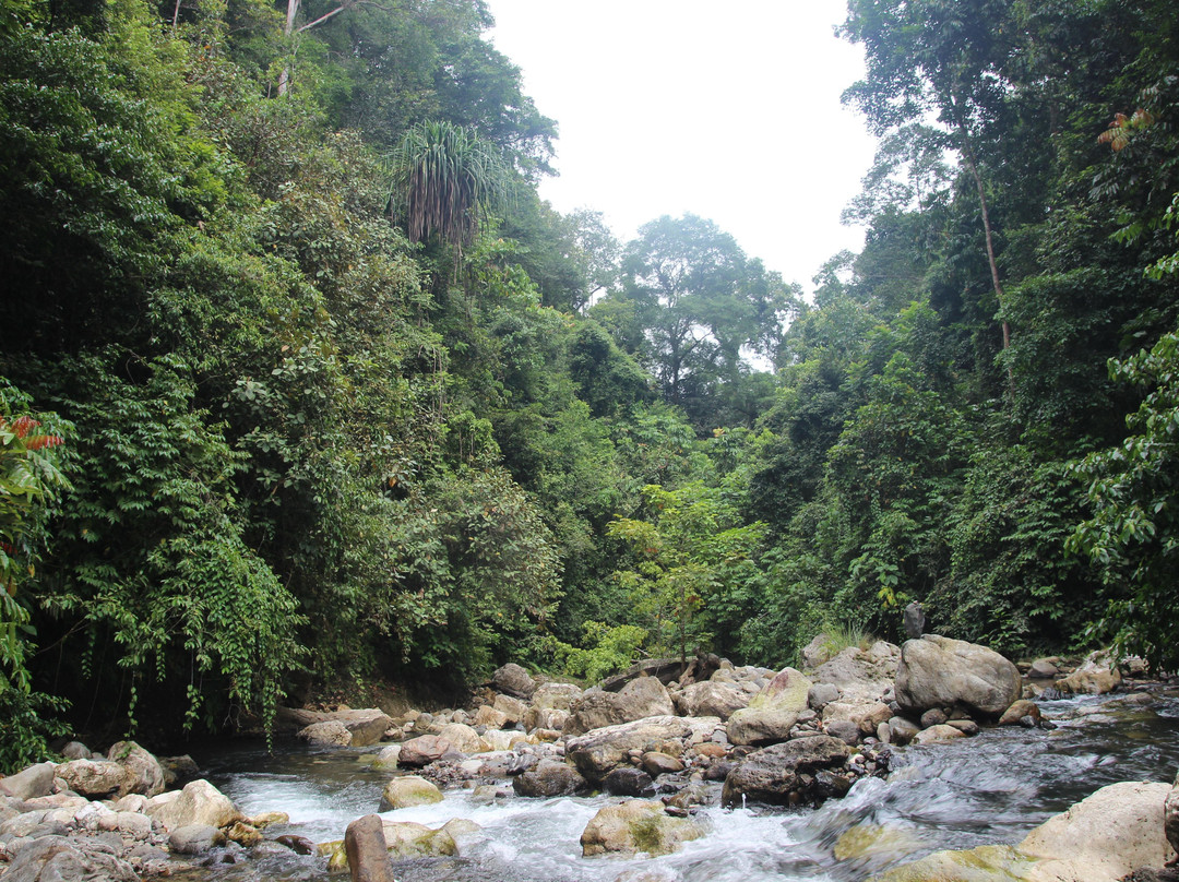 Rudy Ketambe Sumatra Jungle Trekking景点图片