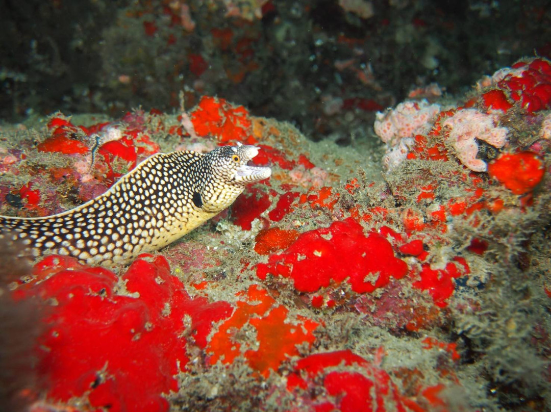 Divecenter Santiago-Tarrafal必去景点