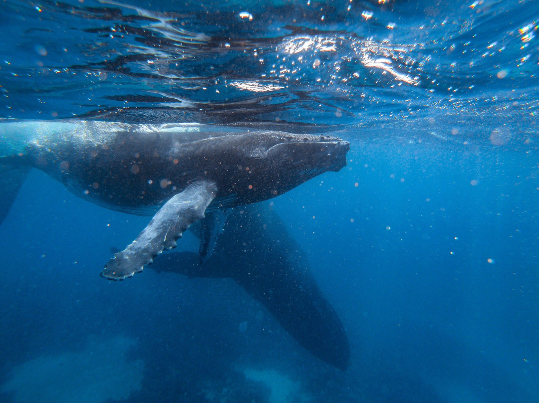 Whale Swim, Fish & Dive Tours-努库阿洛法必去景点