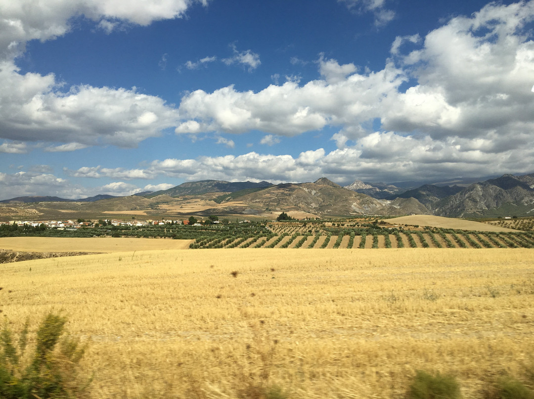 Olive Oil Tour-格拉纳达必去景点