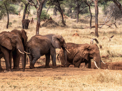 Swala Camp, An A&k Sanctuary主图