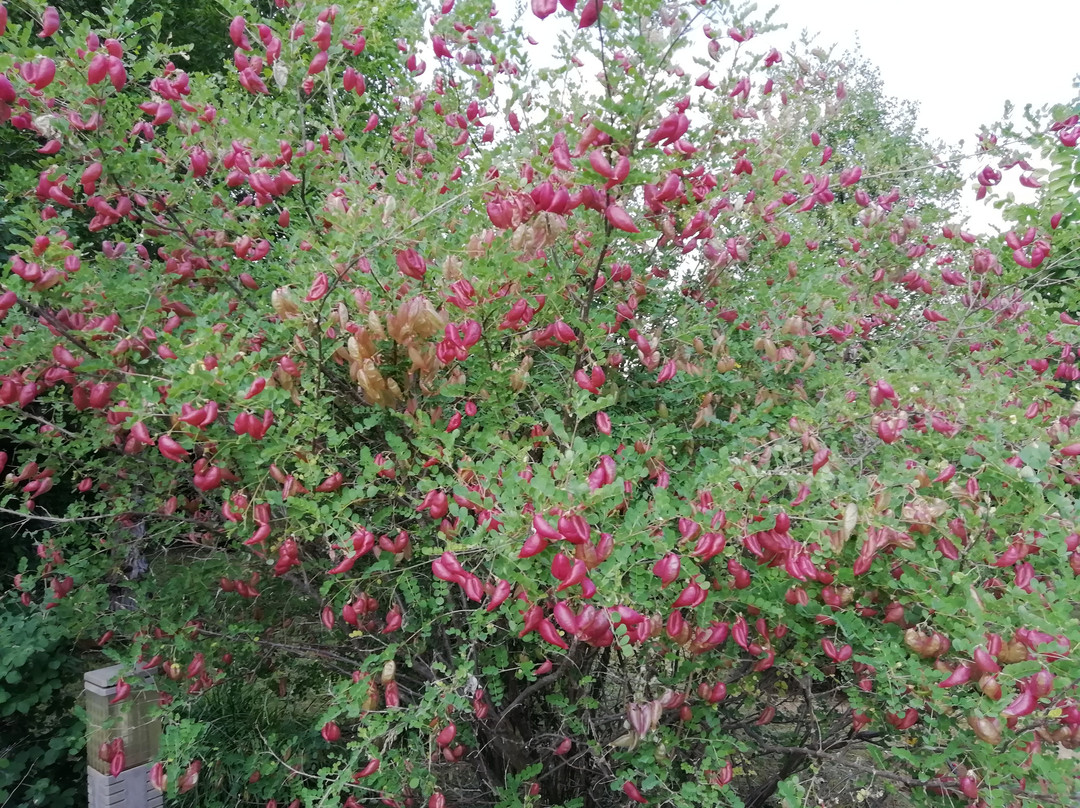 Jardin Botanico de Castilla-La Mancha景点图片