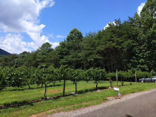Sharp Mountain Vineyards-Jasper必去景点