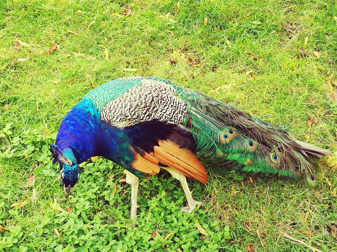 Prinknash Bird And Deer Park-Cranham必去景点