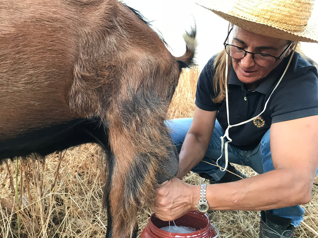 Anthi Farm景点图片