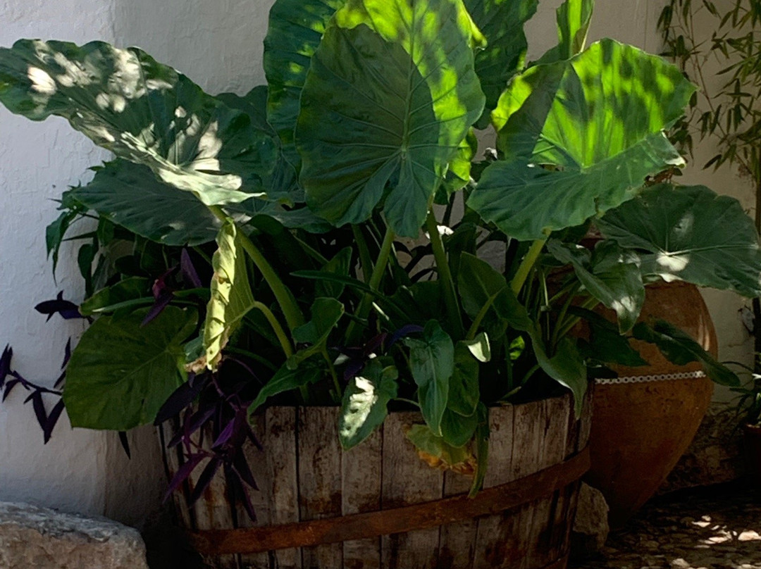 El Molino De Los Abuelos主图