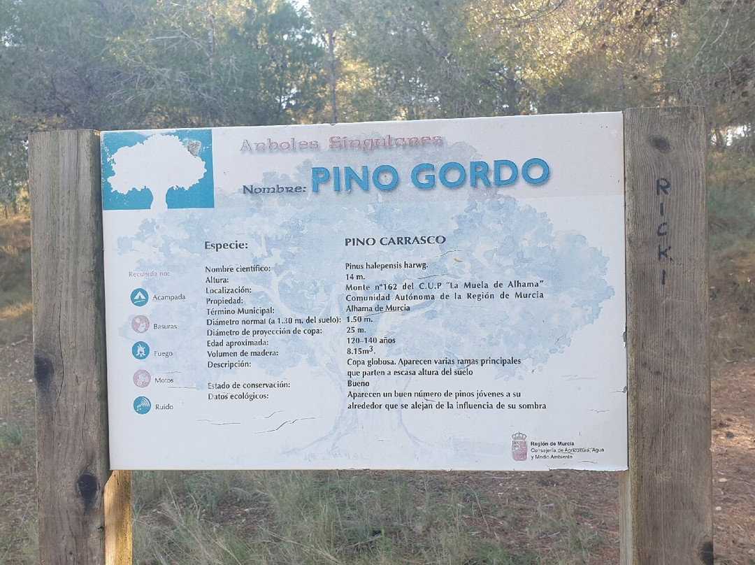 Pino Gordo