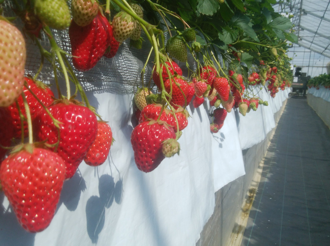 Takada Strawberry Farm-富冈市必去景点