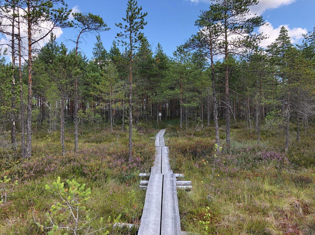 Torronsuo National Park-塔梅拉必去景点