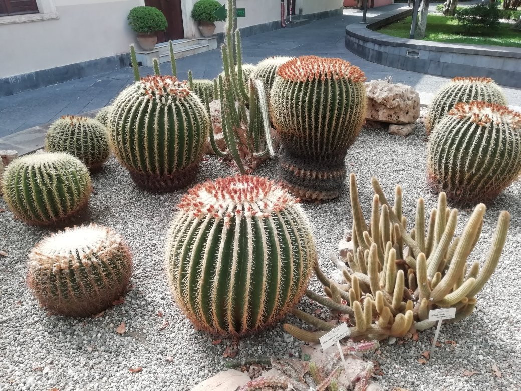 Orto Botanico dell'Università di Catania景点图片