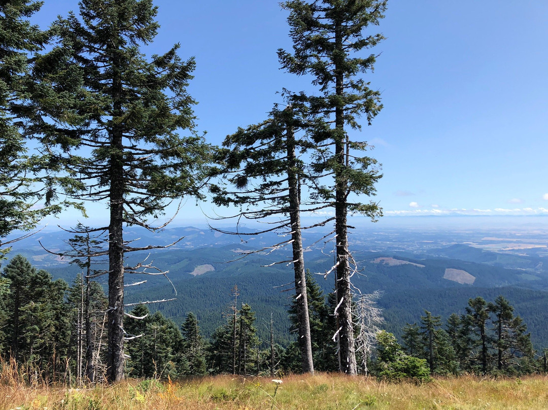 Mary's Peak Trail景点图片