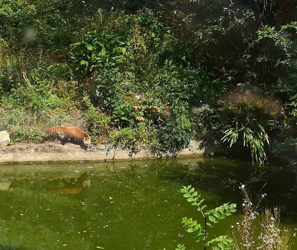 Manor Wildlife Park景点图片