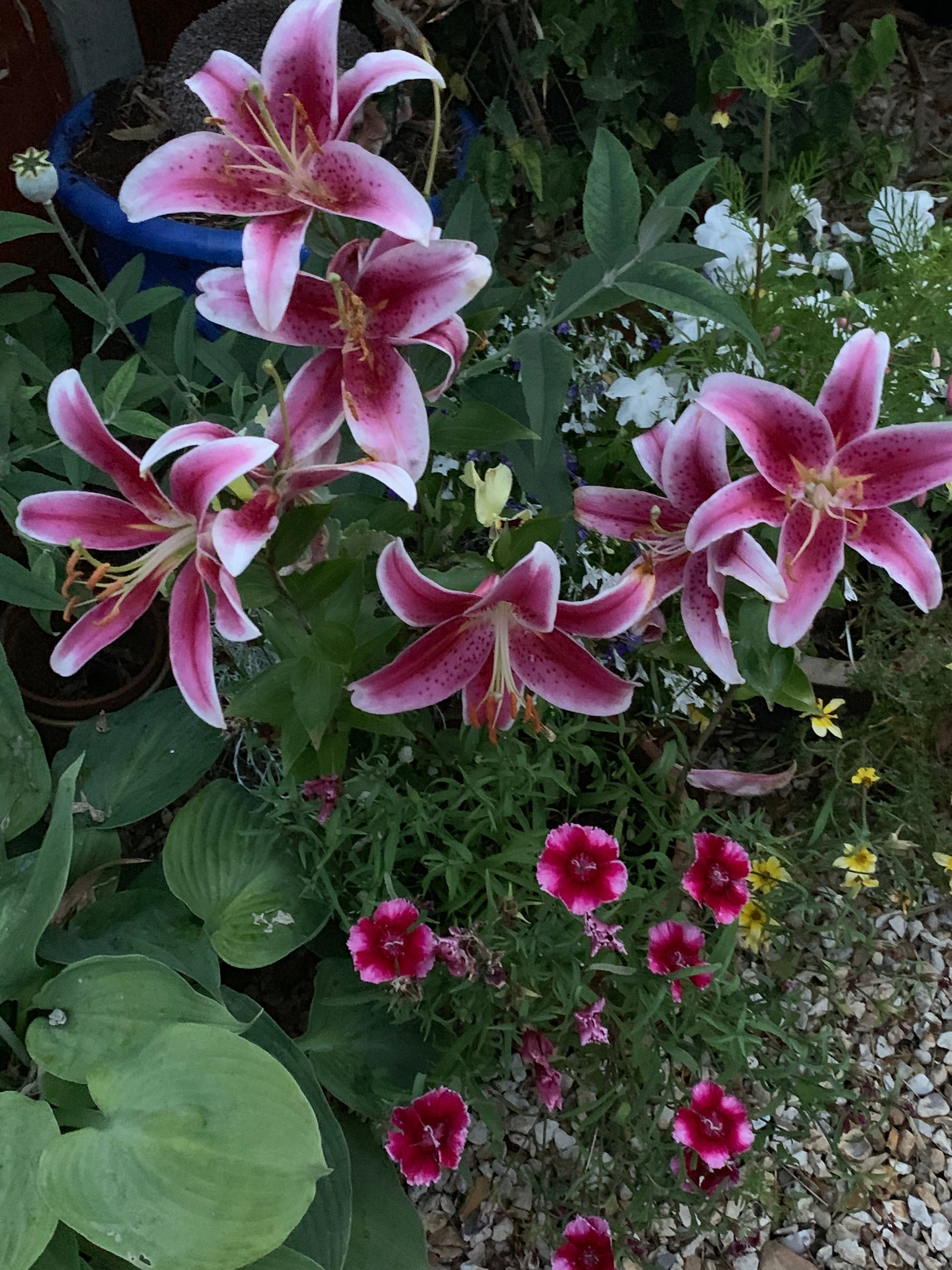 The Lemon Trees-官方