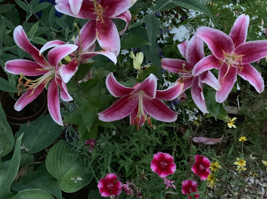 The Lemon Trees主图