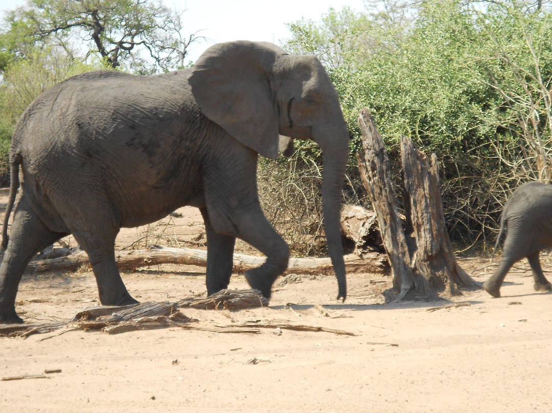 Wings & Tracks African Safaris