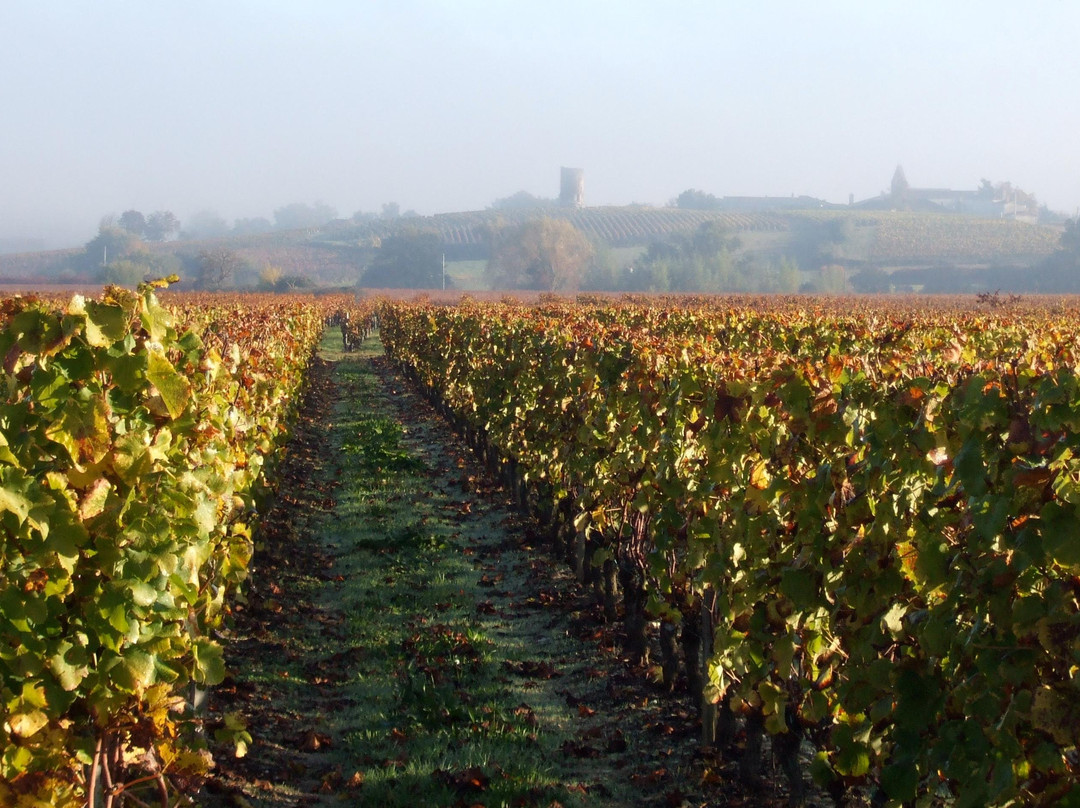 CHATEAU HAUT-CLAVERIE SCEA SENDREY Frères et Fils景点图片